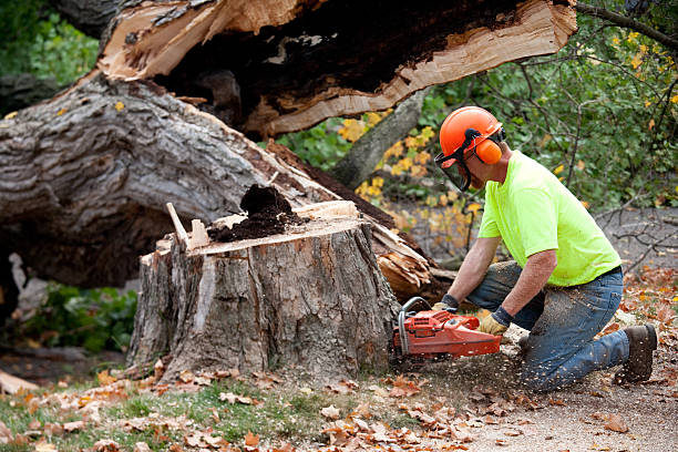 Tree Service Company in Mansfield, LA